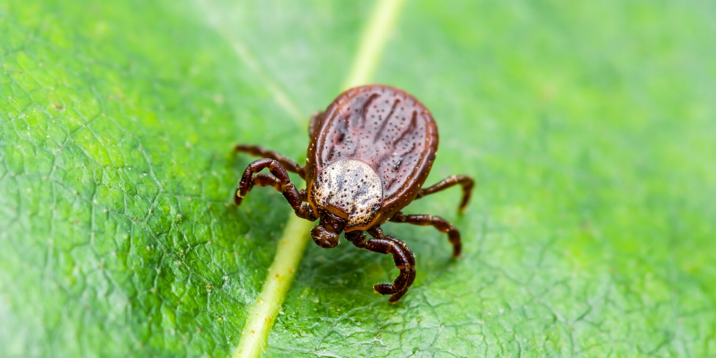 lyme gets in the way