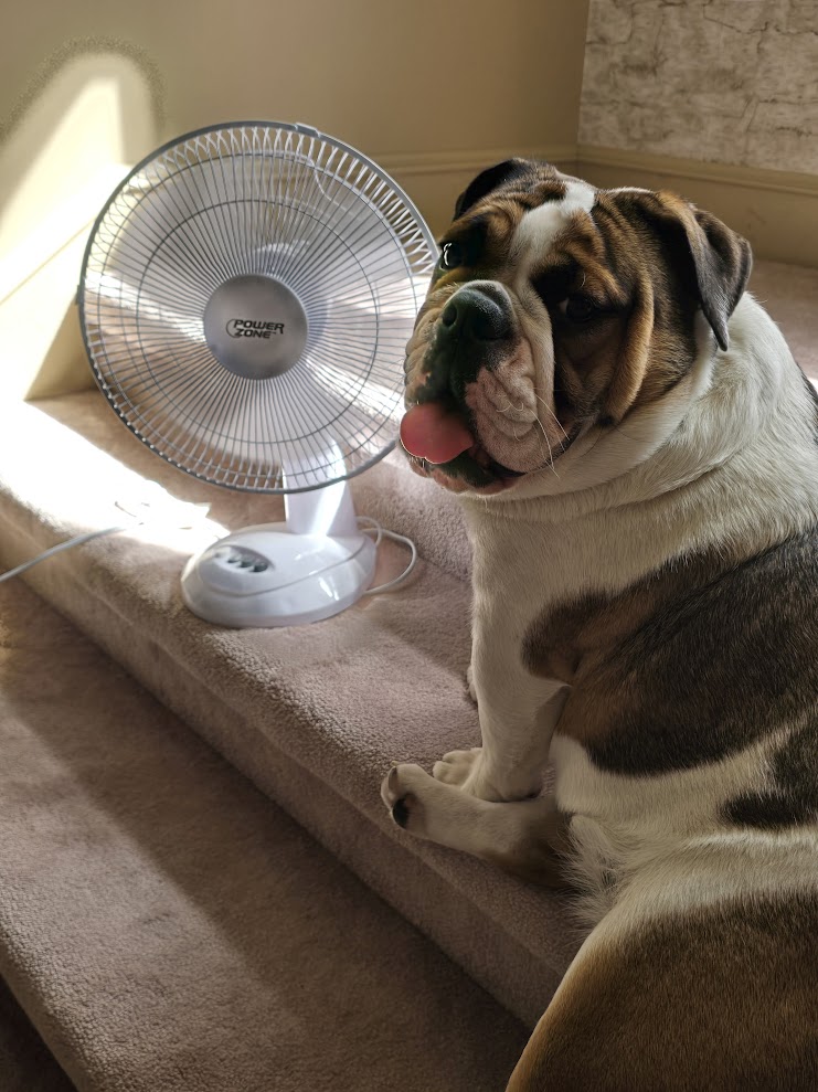 stella with fan dog in front of fan