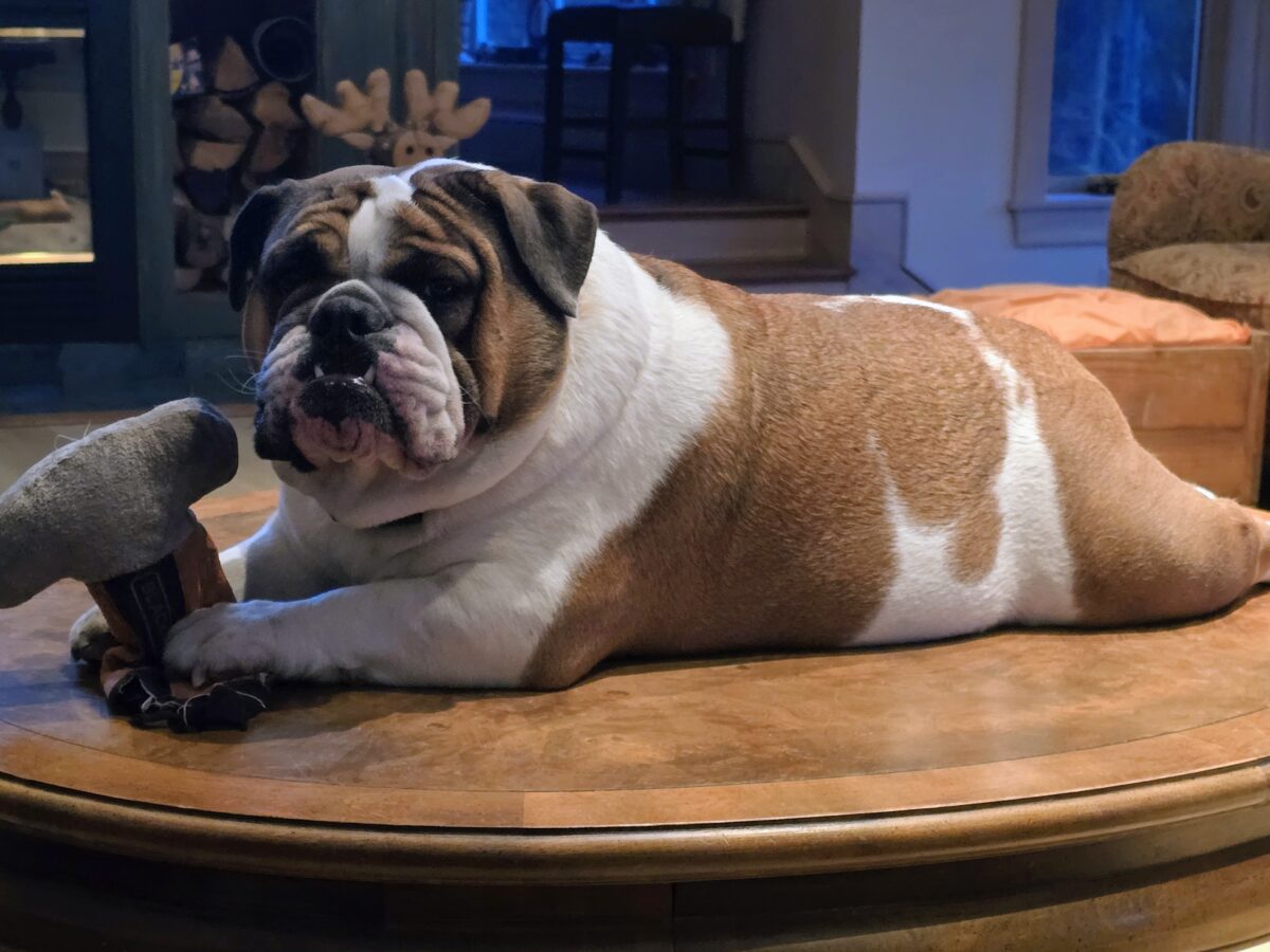 Stella brand mascot filled with cuteness
